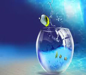 Sai Harshith Fish Aquariums & Pets-1