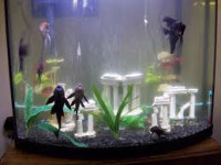 Praneetha Fish Aquariums-3