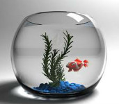 Sai Harshith Fish Aquariums & Pets-3